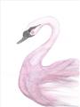 Picture of Pink Swan _GroupedProduct_Rectangle_Portrait_Mini_ _GroupedProduct_Rectangle_Portrait_Unframed_Print_Only_