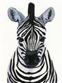Picture of Zebra Babe _GroupedProduct_Rectangle_Portrait_Mini_ _GroupedProduct_Rectangle_Portrait_Unframed_Print_Only_