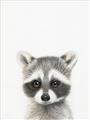 Picture of Coon Baby _GroupedProduct_Rectangle_Portrait_Mini_ _GroupedProduct_Rectangle_Portrait_Unframed_Print_Only_