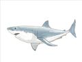 Picture of Great White Shark _GroupedProduct_Rectangle_Landscape_Mini_ _GroupedProduct_Rectangle_Landscape_Unframed_Print_Only_