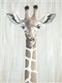 Picture of Close-up Giraffe _GroupedProduct_Rectangle_Portrait_Mini_ _GroupedProduct_Rectangle_Portrait_Unframed_Print_Only_