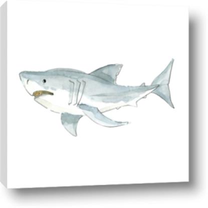 Picture of Great White