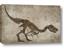 Picture of Dino Skeleton IV