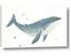 Picture of Blue Whale