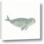Picture of Spotted Seal