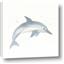 Picture of Dolphin
