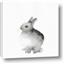 Picture of Bunny II-M