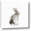 Picture of Bunny I-M