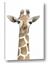 Picture of Giraffe Peekaboo