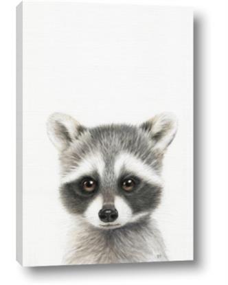 Picture of Raccoon Baby