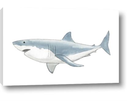 Picture of Great White Shark
