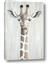Picture of Close-up Giraffe