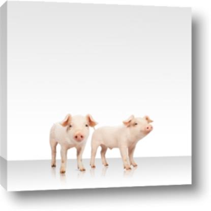 Picture of Together Pigs