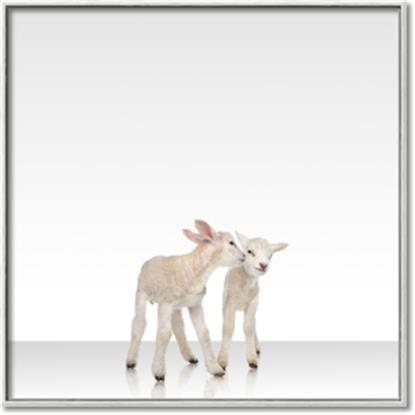 Picture of Together Lambs