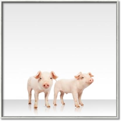 Picture of Together Pigs