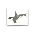 Picture of Orca Whale _GroupedProduct_Rectangle_Landscape_Mini_ _GroupedProduct_Rectangle_Landscape_Canvas_
