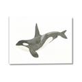 Picture of Orca Whale _GroupedProduct_Rectangle_Landscape_Mini_ _GroupedProduct_Rectangle_Landscape_Canvas_