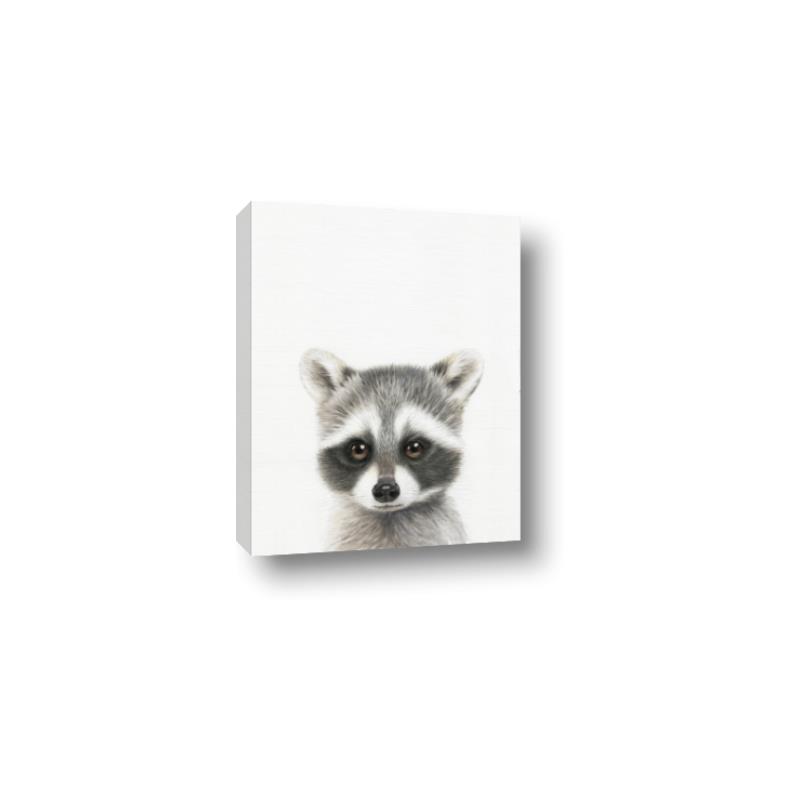 Picture of Coon Baby _GroupedProduct_Rectangle_Portrait_Mini_ _GroupedProduct_Rectangle_Portrait_Canvas_