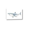 Picture of Great White Shark _GroupedProduct_Rectangle_Landscape_Mini_ _GroupedProduct_Rectangle_Landscape_Canvas_