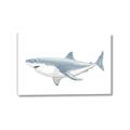 Picture of Great White Shark _GroupedProduct_Rectangle_Landscape_Mini_ _GroupedProduct_Rectangle_Landscape_Canvas_