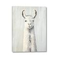 Picture of Brown and White Llama _GroupedProduct_Rectangle_Portrait_Mini_ _GroupedProduct_Rectangle_Portrait_Canvas_