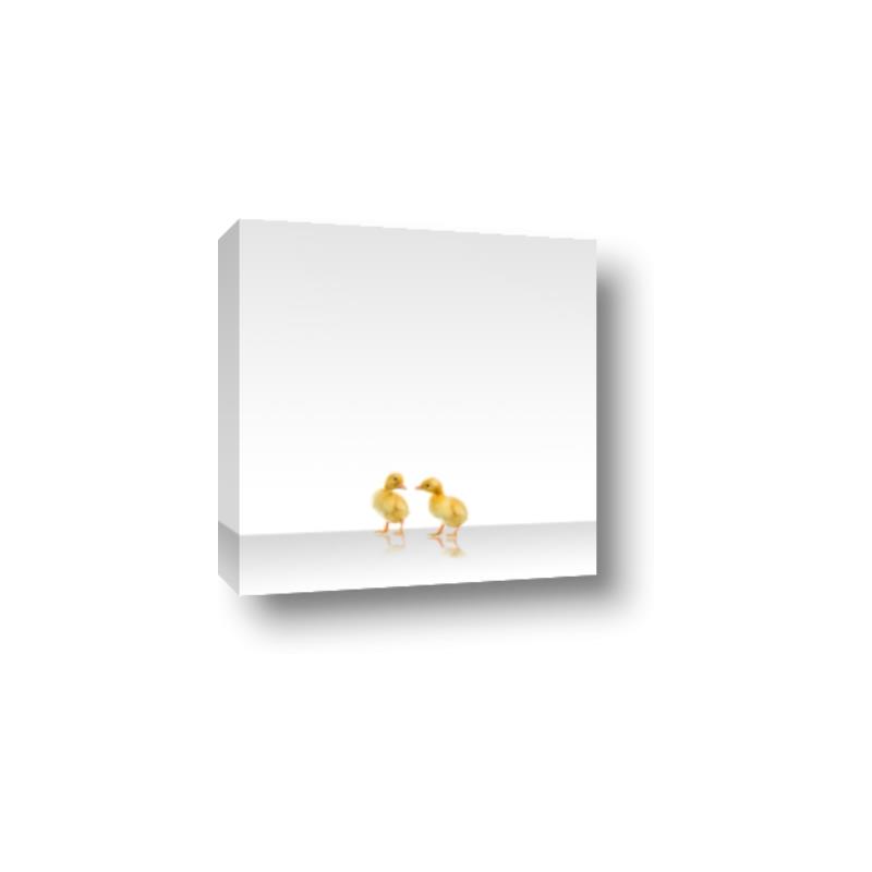 Picture of Together Ducks _GroupedProduct_Square_Mini_ _GroupedProduct_Square_Canvas_