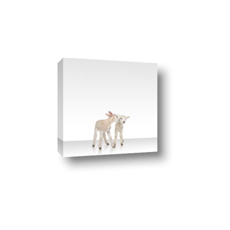 Picture of Together Lambs _GroupedProduct_Square_Mini_ _GroupedProduct_Square_Canvas_
