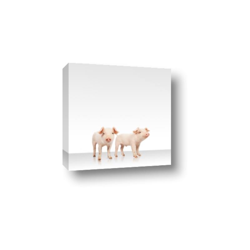 Picture of Together Pigs _GroupedProduct_Square_Mini_ _GroupedProduct_Square_Canvas_
