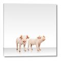 Picture of Together Pigs _GroupedProduct_Square_Mini_ _GroupedProduct_Square_Canvas_