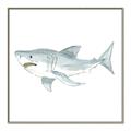 Picture of Great White _GroupedProduct_Square_Mini_ _GroupedProduct_Square_Canvas_Framed_