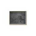 Picture of Geo Dino I Black  _GroupedProduct_Rectangle_Landscape_Mini_ _GroupedProduct_Rectangle_Landscape_Canvas_Framed_