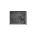 Picture of Geo Dino I Black  _GroupedProduct_Rectangle_Landscape_Mini_ _GroupedProduct_Rectangle_Landscape_Canvas_Framed_