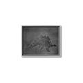 Picture of Geo Dino I Black  _GroupedProduct_Rectangle_Landscape_Mini_ _GroupedProduct_Rectangle_Landscape_Canvas_Framed_