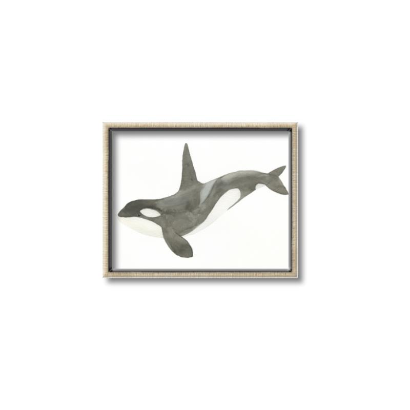 Picture of Orca Whale _GroupedProduct_Rectangle_Landscape_Mini_ _GroupedProduct_Rectangle_Landscape_Canvas_Framed_