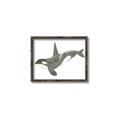 Picture of Orca Whale _GroupedProduct_Rectangle_Landscape_Mini_ _GroupedProduct_Rectangle_Landscape_Canvas_Framed_