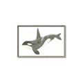 Picture of Orca Whale _GroupedProduct_Rectangle_Landscape_Mini_ _GroupedProduct_Rectangle_Landscape_Canvas_Framed_