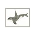 Picture of Orca Whale _GroupedProduct_Rectangle_Landscape_Mini_ _GroupedProduct_Rectangle_Landscape_Canvas_Framed_
