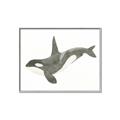 Picture of Orca Whale _GroupedProduct_Rectangle_Landscape_Mini_ _GroupedProduct_Rectangle_Landscape_Canvas_Framed_
