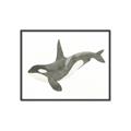 Picture of Orca Whale _GroupedProduct_Rectangle_Landscape_Mini_ _GroupedProduct_Rectangle_Landscape_Canvas_Framed_