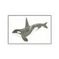 Picture of Orca Whale _GroupedProduct_Rectangle_Landscape_Mini_ _GroupedProduct_Rectangle_Landscape_Canvas_Framed_