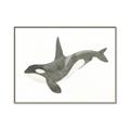 Picture of Orca Whale _GroupedProduct_Rectangle_Landscape_Mini_ _GroupedProduct_Rectangle_Landscape_Canvas_Framed_