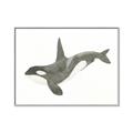 Picture of Orca Whale _GroupedProduct_Rectangle_Landscape_Mini_ _GroupedProduct_Rectangle_Landscape_Canvas_Framed_