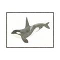 Picture of Orca Whale _GroupedProduct_Rectangle_Landscape_Mini_ _GroupedProduct_Rectangle_Landscape_Canvas_Framed_