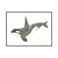 Picture of Orca Whale _GroupedProduct_Rectangle_Landscape_Mini_ _GroupedProduct_Rectangle_Landscape_Canvas_Framed_