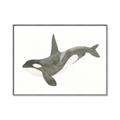 Picture of Orca Whale _GroupedProduct_Rectangle_Landscape_Mini_ _GroupedProduct_Rectangle_Landscape_Canvas_Framed_