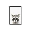 Picture of Coon Baby _GroupedProduct_Rectangle_Portrait_Mini_ _GroupedProduct_Rectangle_Portrait_Canvas_Framed_