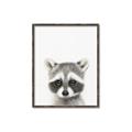 Picture of Coon Baby _GroupedProduct_Rectangle_Portrait_Mini_ _GroupedProduct_Rectangle_Portrait_Canvas_Framed_