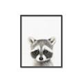 Picture of Coon Baby _GroupedProduct_Rectangle_Portrait_Mini_ _GroupedProduct_Rectangle_Portrait_Canvas_Framed_