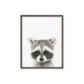 Picture of Coon Baby _GroupedProduct_Rectangle_Portrait_Mini_ _GroupedProduct_Rectangle_Portrait_Canvas_Framed_