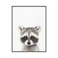 Picture of Coon Baby _GroupedProduct_Rectangle_Portrait_Mini_ _GroupedProduct_Rectangle_Portrait_Canvas_Framed_